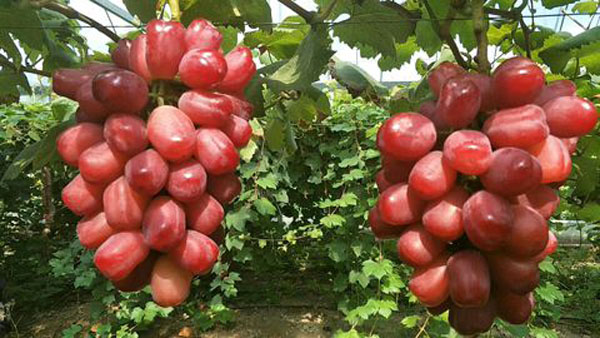 浪漫紅顏葡萄苗